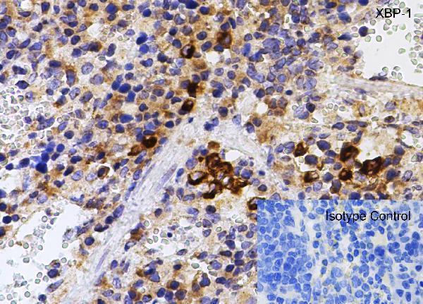 a00234 1 xbp1 primary antibodies ihc testing 12