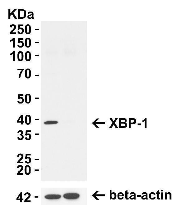 XBP-1 KO Validation in 293T CellsLoading: 10 μg of lysate 
Antibodies: XBP-1 A00234-1, 4 μg/mL and beta-actin 3779-1301, 1μg/mL, 1 h incubation at RT in 5% NFDM/TBST