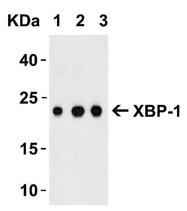 Western Blot Validation with Recombinant Protein
Loading: 100 ng of human XBP-1 recombinant protein per lane