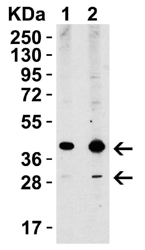 a00234 1 xbp1 primary antibodies wb testing 4