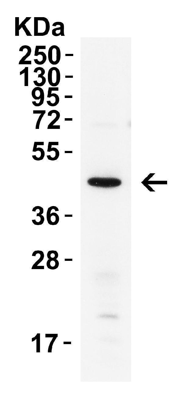 a00234 1 xbp1 primary antibodies wb testing 5