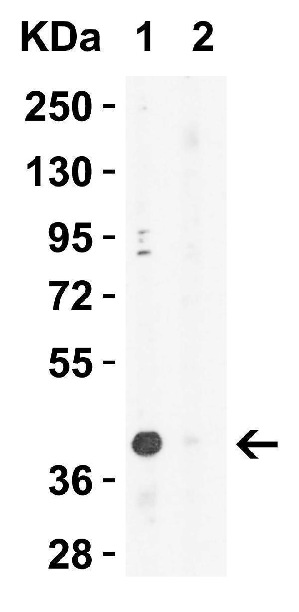 a00234 1 xbp1 primary antibodies wb testing 6