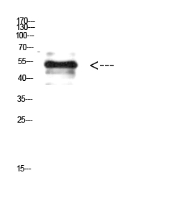 a00235y38 vim primary antibodies wb testing 2
