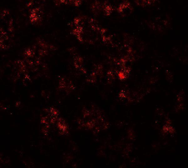 a00236 ppargc1a primary antibodies if testing 3