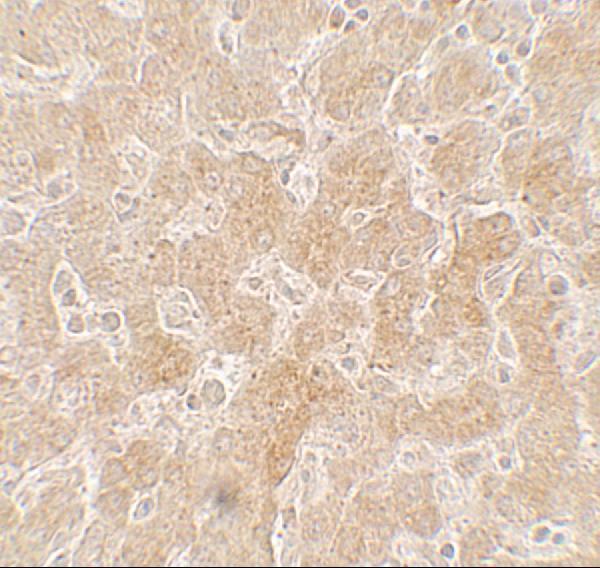 a00236 ppargc1a primary antibodies ihc testing 2