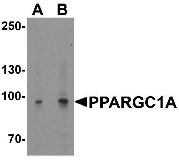 a00236 ppargc1a primary antibodies wb testing 1