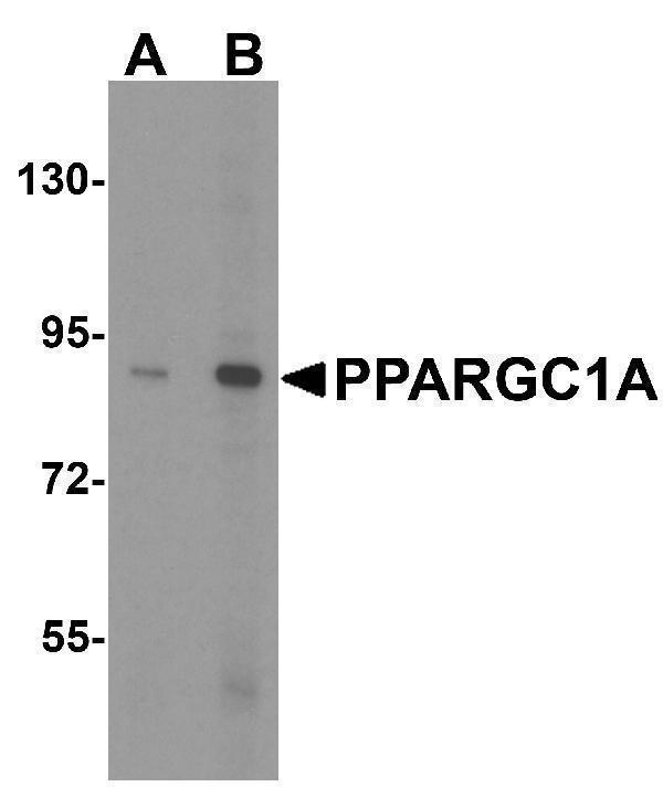 a00236 ppargc1a primary antibodies wb testing 4