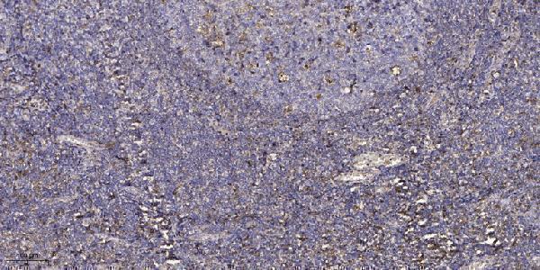 Immunohistochemical analysis of paraffin-embedded human tonsil