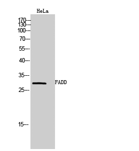 Western Blot analysis of HeLa cells using FADD Polyclonal Antibody