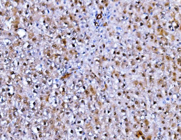 a00237 4 fadd primary antibodies ihc testing 2