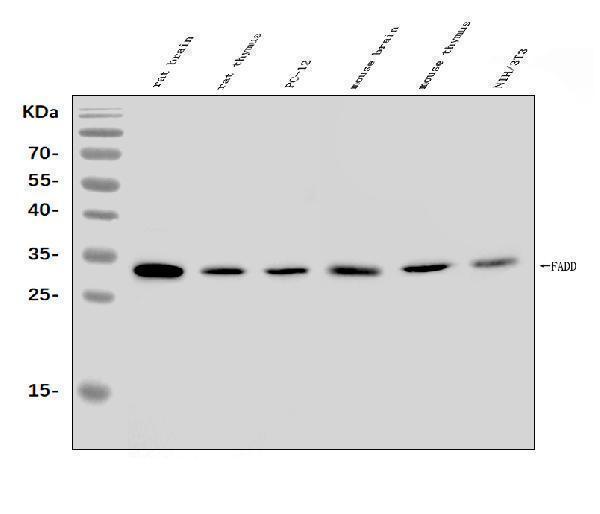 a00237 4 fadd primary antibodies wb testing 1
