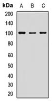 a00239 1 lgr5 primary antiboties wb testing 1