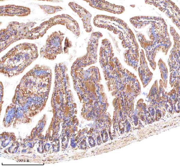  IHC analysis of LGR5 using anti-LGR5 antibody (A00239-2)