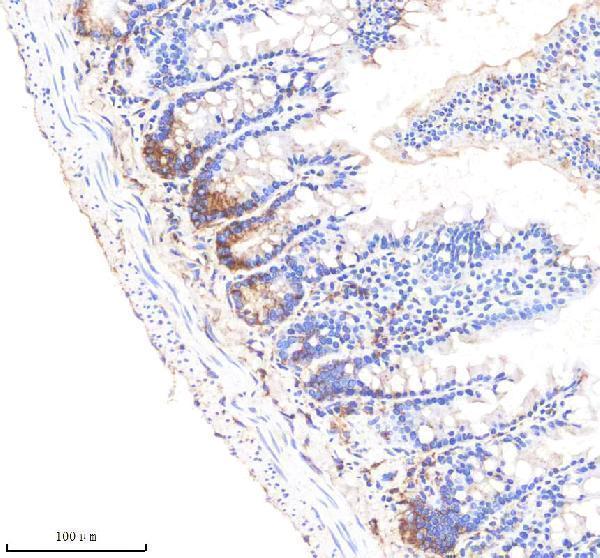  IHC analysis of LGR5 using anti-LGR5 antibody (A00239-2)