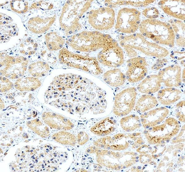 a00239 2 lgr5 primary antibodies ihc testing 4