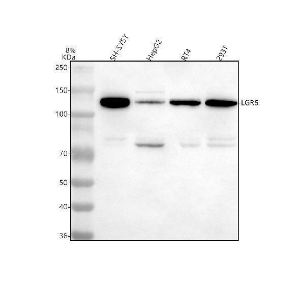  Western blot analysis of LGR5 using anti-LGR5 antibody (A00239-2)