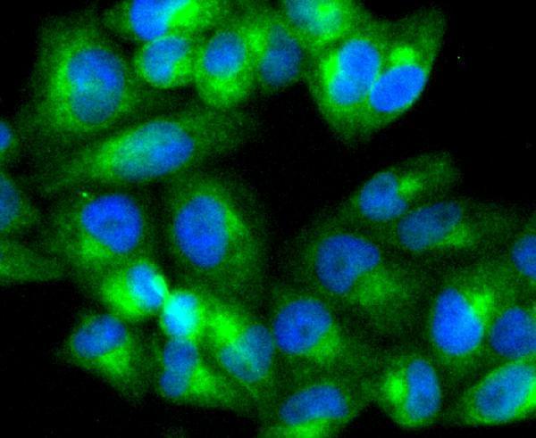 ICC staining ATG5 in Hela cells (green)