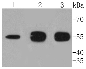 Western blot analysis of ATG5 on different lysates using anti-ATG5 antibody at 1/1,000 dilution