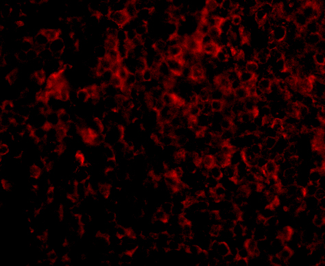 Immunofluorescence of ATG5 in Human Spleen cells with ATG5 antibody at 20 μg/mL