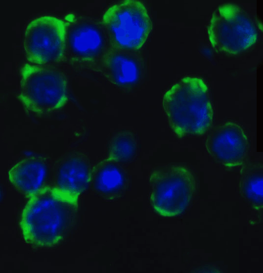 a00240 atg5 primary antibodies if testing 4