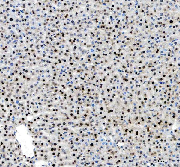 Figure 3. IHC analysis of H2AFX using anti-H2AFX antibody (A00241-1). H2AFX was detected in a paraffin-embedded section of mouse liver tissue. Heat mediated antigen retrieval was performed in EDTA buffer (pH 8.0, epitope retrieval solution). The tissue section was blocked with 10% goat serum. The tissue section was then incubated with 2 microg/ml rabbit anti-H2AFX Antibody (A00241-1) overnight at 4°C. Peroxidase Conjugated Goat Anti-rabbit IgG was used as secondary antibody and incubated for 30 minutes at 37°C. The tissue section was developed using HRP Conjugated Rabbit IgG Super Vision Assay Kit (Catalog # SV0002) with DAB as the chromogen.
