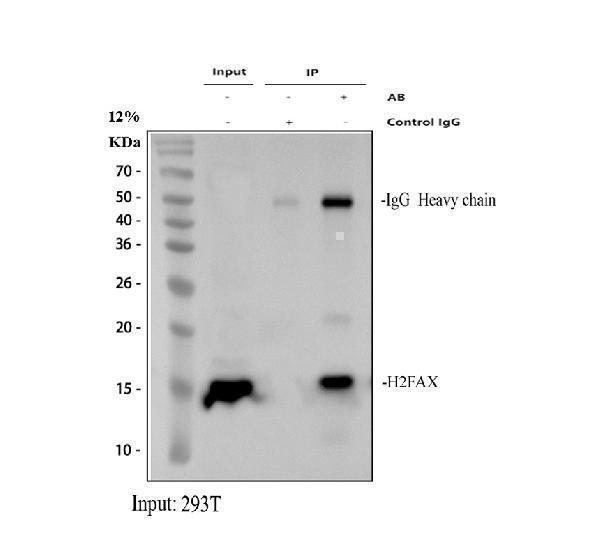 a00241 1 h2afx primary antibodies ip testing 1