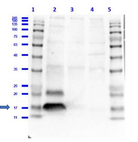 a00241 h2afx primary antibodies wb testing 1