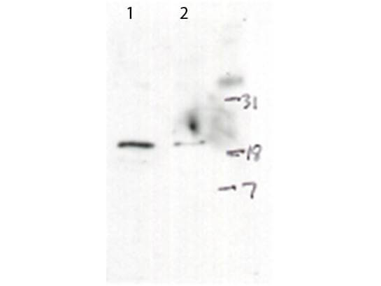 a00241 h2afx primary antibodies wb testing 2