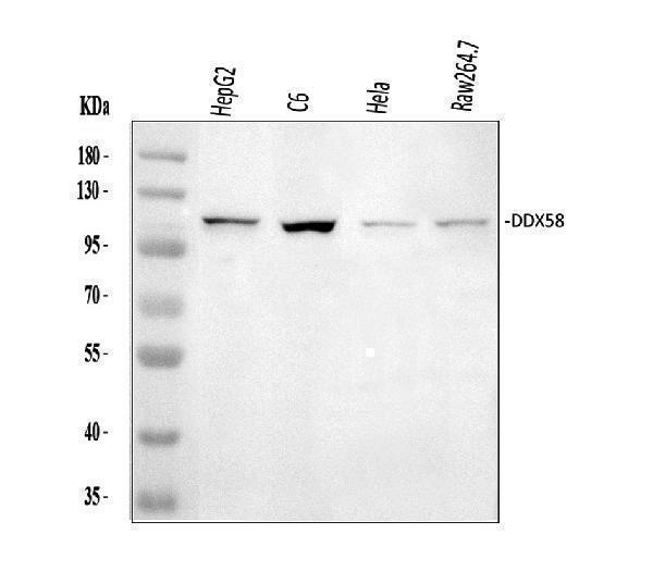 a00244 2 ddx58 primary antibodies wb testing 1