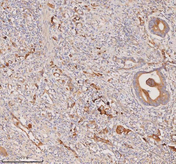 a00244 3 ddx58 primary antibodies ihc testing 6