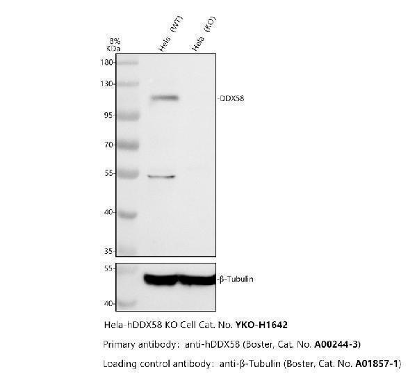 a00244 3 ddx58 primary antibodies wb testing 2