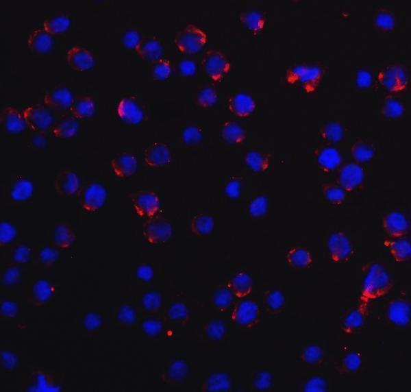 a00244 ddx58 primary antibodies if testing 7