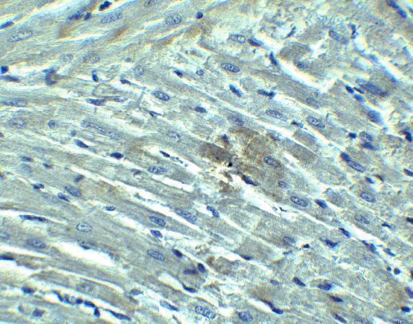 a00244 ddx58 primary antibodies ihc testing 3
