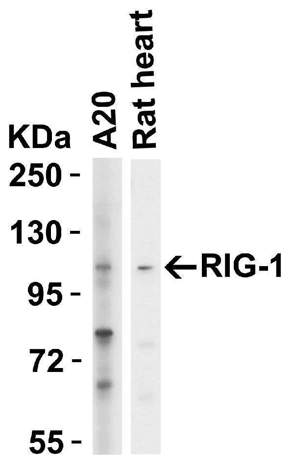 a00244 ddx58 primary antibodies wb testing 1