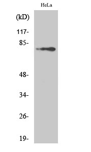 a00245y223 btk primary antibodies wb testing 2