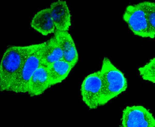 ICC staining Aurora A in Hela cells (green)