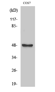 Western blotting validation for Anti-ARK-1 AURKA Antibody A00246-2
Western Blot (WB) analysis of specific cells using ARK-1 polyclonal antibody