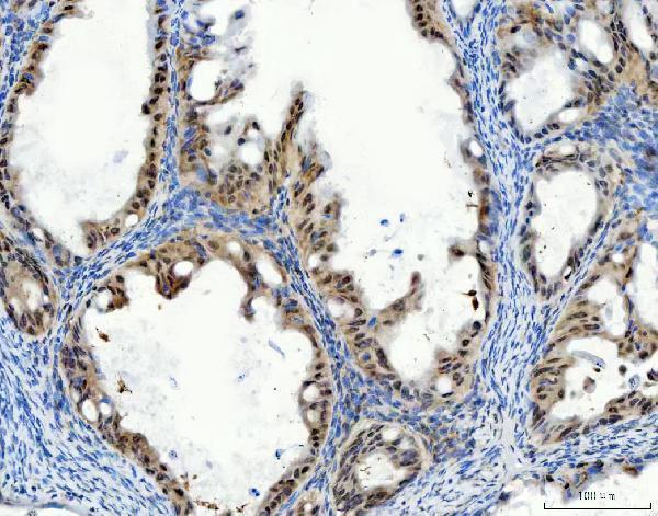 a00246 4 aurka primary antibodies ihc testing 4