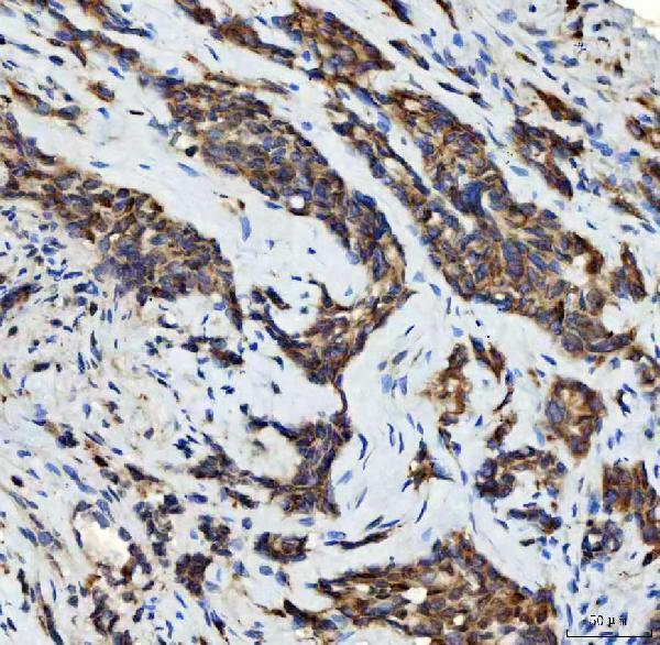 a00246 4 aurka primary antibodies ihc testing 6