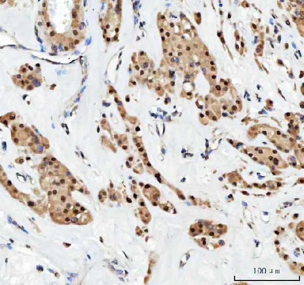 a00246 4 aurka primary antibodies ihc testing 7