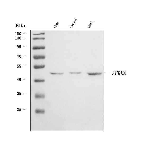  Western blot analysis of Aurora A/AURKA using anti-Aurora A/AURKA antibody (A00246-4)