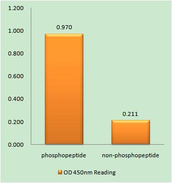 Enzyme-Linked Immunosorbent Assay (Phospho-ELISA) for Immunogen Phosphopeptide (Phospho-left) and Non-Phosphopeptide (Phospho-right), using AurA (Phospho-Ser342) Antibody