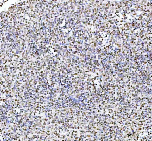 a00247 2 arid1a primary antibodies ihc testing 4