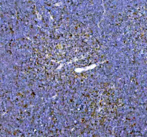 a00247 2 arid1a primary antibodies ihc testing 5