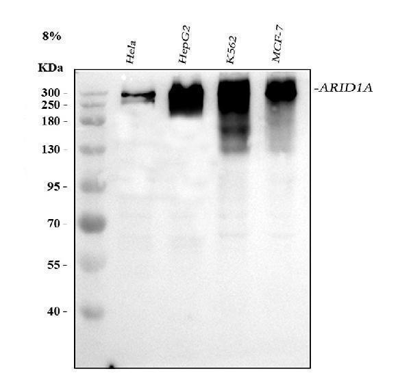  Western blot analysis of ARID1A using anti-ARID1A antibody (A00247-2)