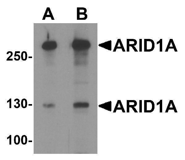 a00247 arid1a primary antibodies wb testing 1