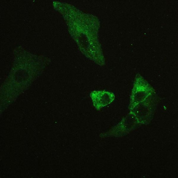 a00248 1 cd147 primary antibodies icc testing 7