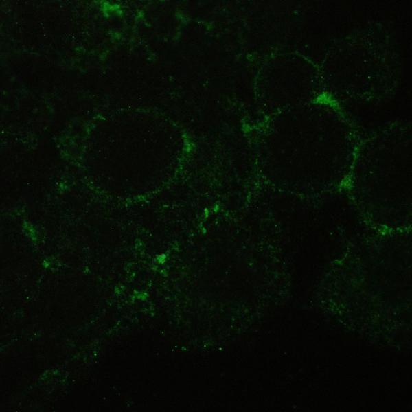a00248 1 cd147 primary antibodies icc testing 9