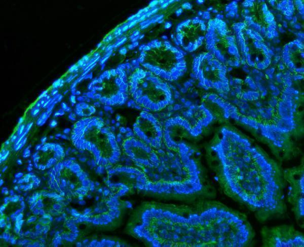 a00248 3 bsg primary antibodies if testing 6