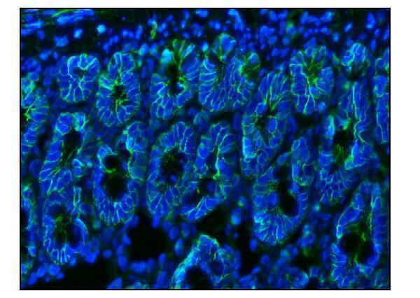 a00248 3 bsg primary antibodies if testing 7